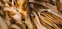 Video: The kelp beds of the Tasman Peninsula Photo