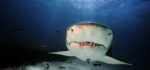 Lemon sharks return to birthplace to give birth Photo