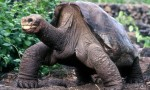Last Pinta giant tortoise Lonesome George dies Photo
