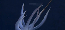 Video shows deep-sea squid behavior Photo