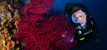 Report: MIMA underwater photography contest Photo