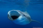Last minute spots available for Mexico whale shark trip Photo