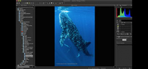 Nikon releases NX-D image processing software Photo