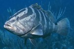 Cayman Islands extend grouper fishing ban Photo