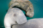 Milder weather is good news for manatees Photo