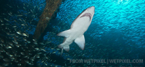 Call for entries: North Carolina Wreck and Shark Shootout Photo