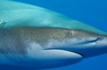 Norbert Wu on oceanic whitetip sharks Photo