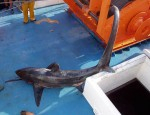 Sri Lanka protects thresher sharks Photo