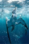 Call for entries: Outdoor Photographer of the Year 2011 Photo