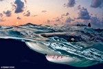 DAN announces winners of Ocean Views 2012 Photo