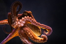 Ze Frank’s True Facts about the Octopus Photo