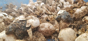Sea turtle hatchlings spotted on Mumbai beach for first time after 2-year clean-up Photo