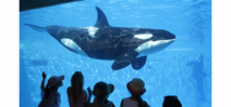 California governor Brown signs legislation that bans Orca captivity Photo