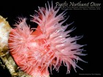 PNUWPS announces Pacific Northwest Diver magazine Photo