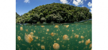 A paper shows the positive impact of the marine reserve in Palau Photo