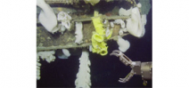 Auction to name a new species of sponge Photo