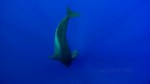 Rafa Herrero posts stunning pilot whale footage on the forum Photo