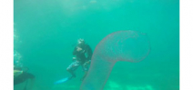 Video: Diving with a giant pyrosome Photo