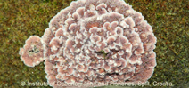 Coralline algae found in freshwater Photo