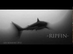 Cal Ripfin great white shark on YouTube Photo