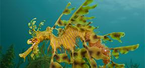 Don Silcock: The Incredible Leafy Seadragon Photo