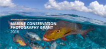 Save Our Seas photo grant now accepting applications Photo