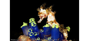 Guylian announces 7th Seahorse underwater photography competition Photo