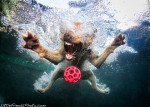 Dogs underwater images go viral Photo