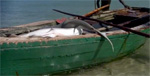 BBC: Shark finning in Mozambique Photo