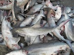 Shark fishing banned in Mexican waters Photo