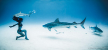Tigress Shark: Shawn Heinrichs and Hannah Fraser’s latest collaboration Photo