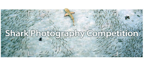 Call for entries: Sharks in Focus photography competition Photo