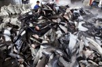 Washington Post features article on Taiwan shark finning Photo