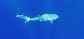 A new species of shark discovered in Atlantic Ocean Photo