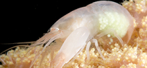 Image: Snapping shrimp Photo