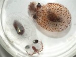 New research into cephalopod camouflage Photo