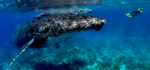 Image: Tonga humpback and diver Photo