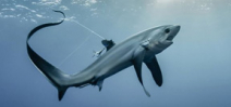 Thresher sharks, silky sharks and devil rays receive protection at CITES Photo