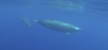 Rare beaked whale filmed underwater for first time ever Photo
