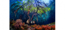 2016 Winners of University of Miami’s underwater photography contest announced Photo