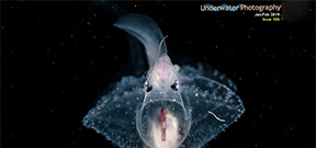 Issue 106 of Underwater Photography magazine is available Photo