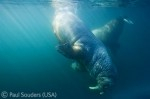 Results of Wildlife Photographer of the Year announced Photo