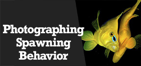 Wetpixel Live: Capturing Spawning Behavior Photo