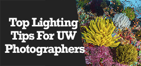 Wetpixel Live: UW Lighting Tips Photo
