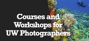 Wetpixel Live: UW Workshops and Courses Photo