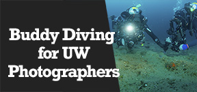 Wetpixel Live: Buddy Diving for UW Photographers Photo