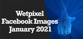 Wetpixel Live: Facebook Group Images from January 2021 Photo