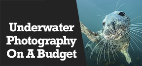Wetpixel Live: Underwater Photography on a Budget Photo