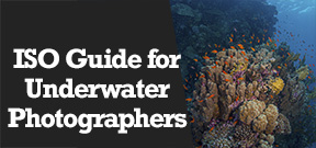 Wetpixel Live: ISO Guide for Underwater Photographers Photo