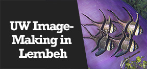 Wetpixel Live: Underwater Imaging in Lembeh Photo